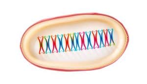 wie viele chromosomen hat ein mensch